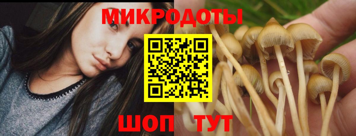 Галлюциногенные грибы Psilocybe Одинцово